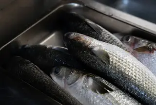 Pesce fresco del giorno Cagliari Selezione di pesce fresco per Sashimi e piatti cotti